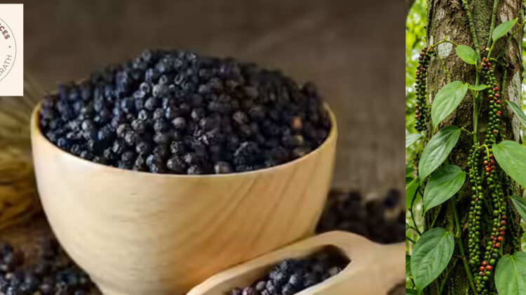 Premium quality Black pepper from Idukki, Kerala