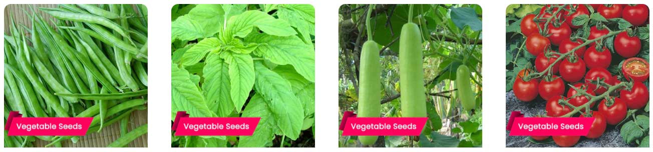 grow-vegetable-at-home-buy-seeds-for-onma-harvest-12