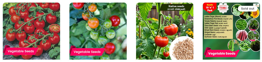 Buy longer yeield tomato seeds 