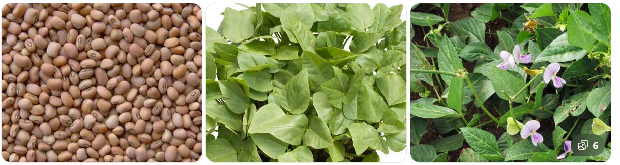 premium-quality-vegetable-seeds-for-rainy-season cultivation- buy seeds now