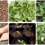 premium-quality-vegetable-seeds-for-rainy-season cultivation- buy seeds now