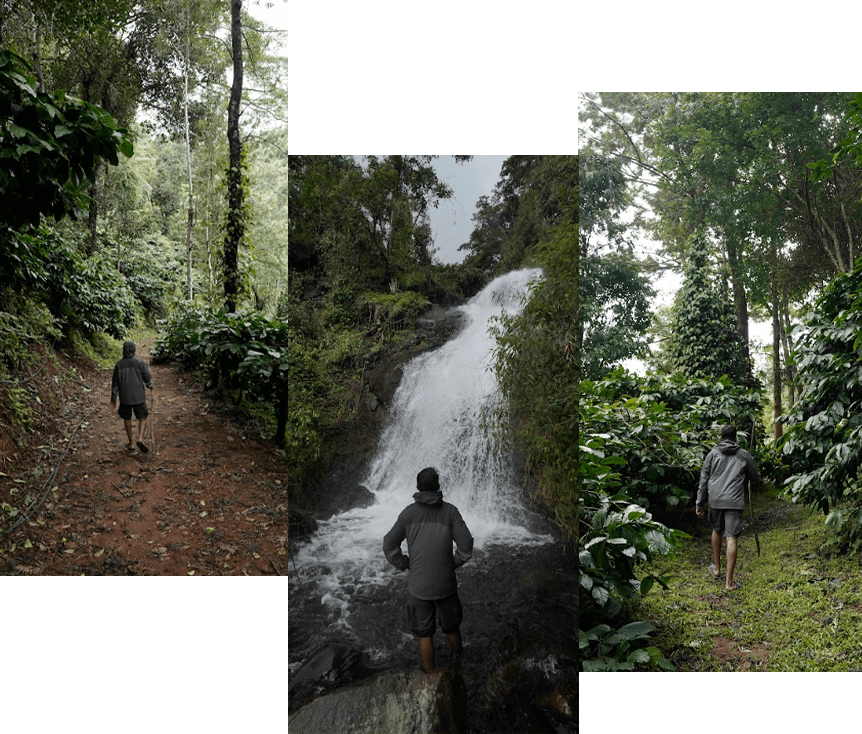 Scenic view of Coorg featuring mist-covered hills, lush coffee plantations, waterfalls, and the natural beauty of the Western Ghats in Karnataka.