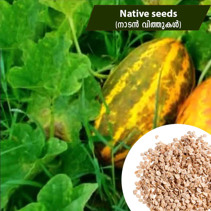 Native cucumber seeds from Mahaagrin for growing fresh, healthy cucumbers in home gardens.