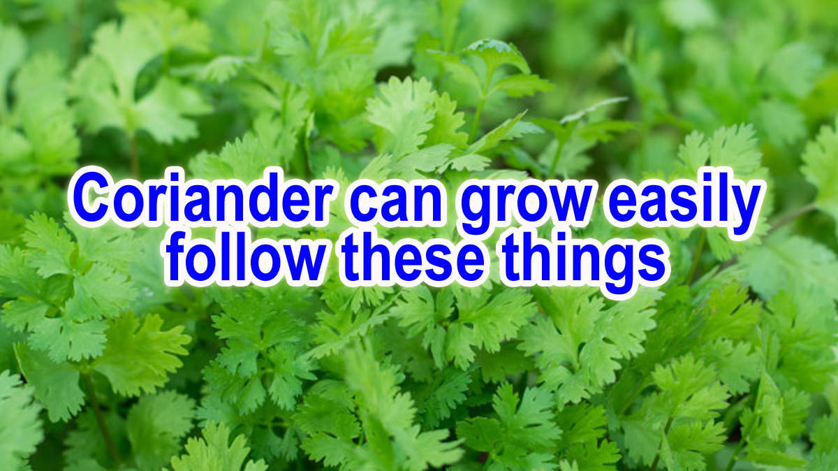 Easy tips to germinate Coriander